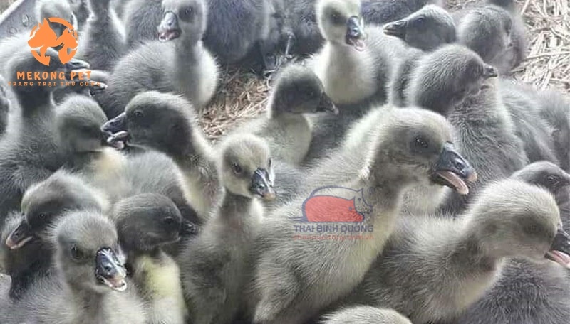 Giá Ngỗng Sư Tử Con Mới Nhất Hiện Nay: Cập Nhật Chi Tiết Và Chính Xác